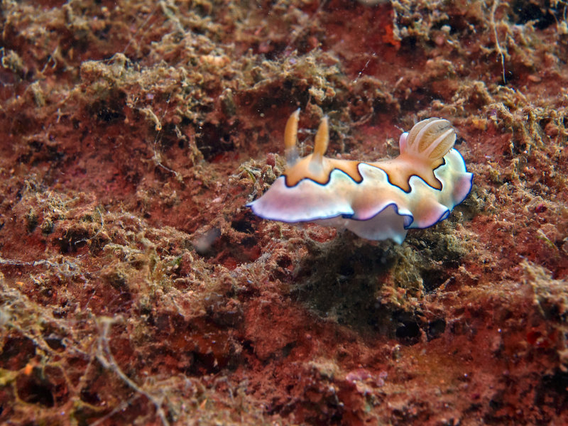 Nudibranch, Wreck, El Capitan